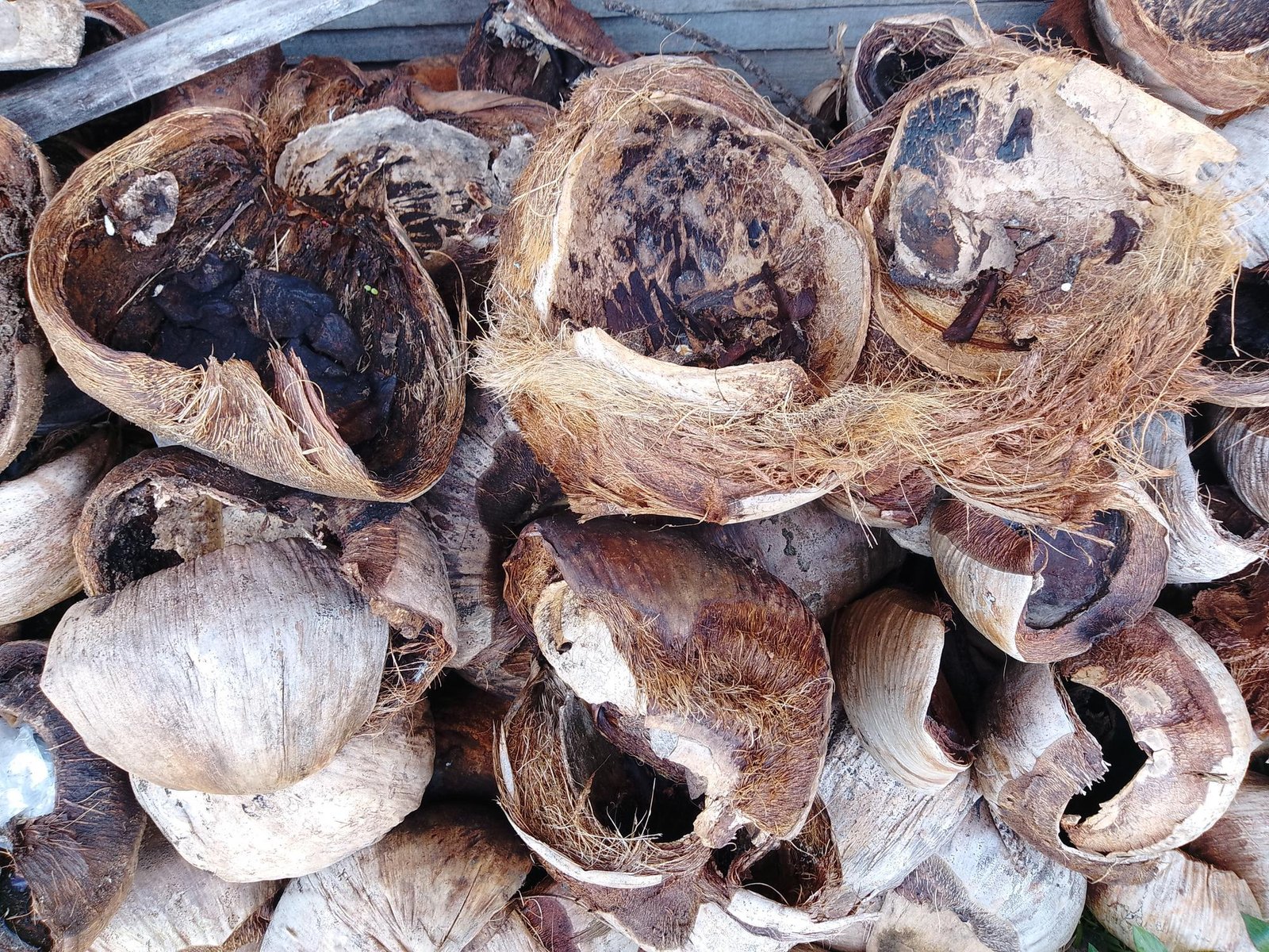 Coconut Shell Raw Supplier