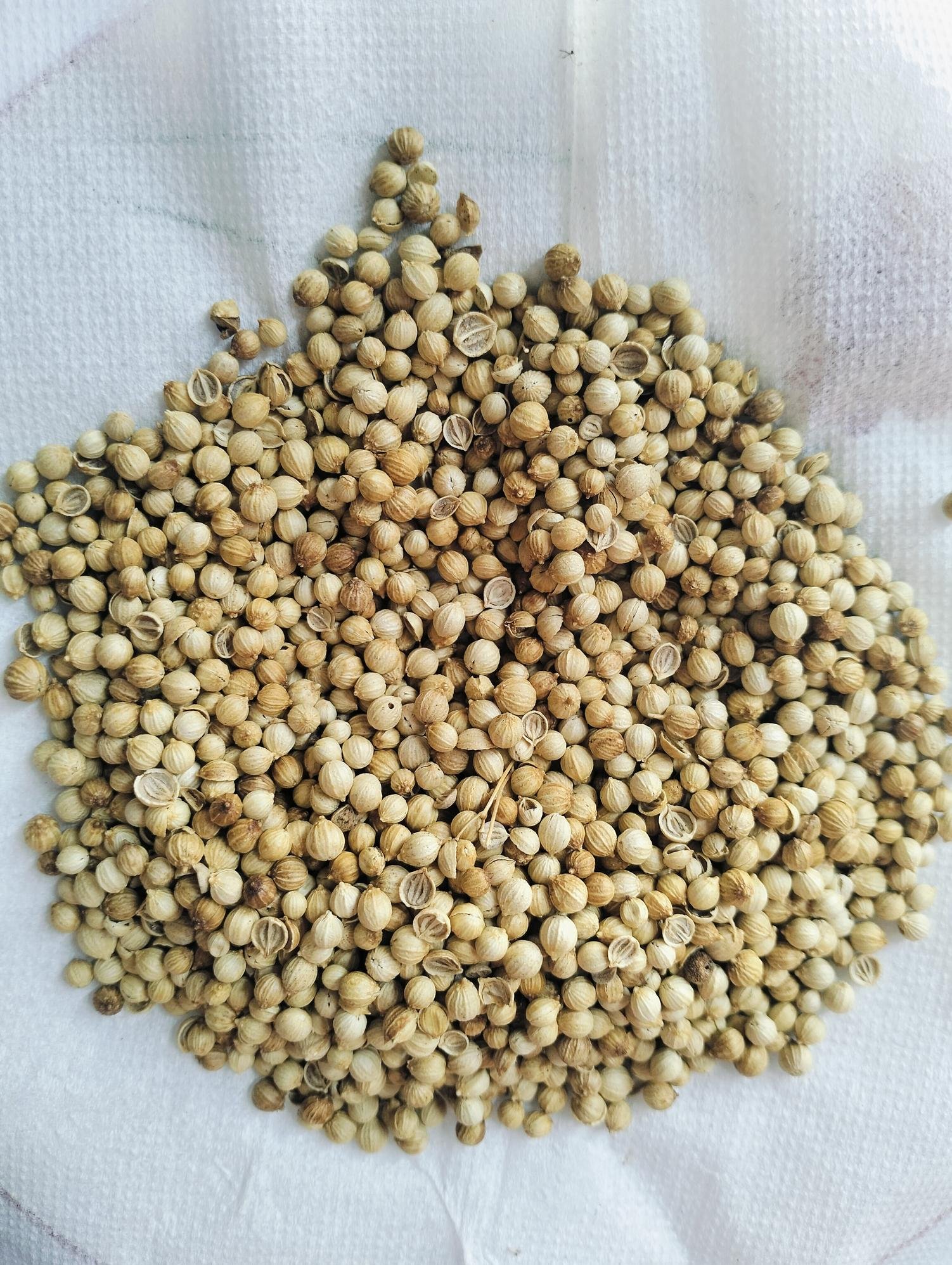 Coriander Seeds Supplier Indonesia