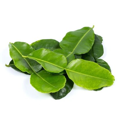 Kaffir Lime Leaves Exporter
